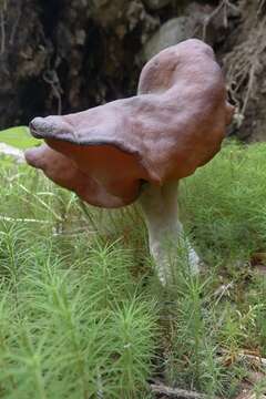 Image of Gyromitra