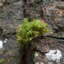 Image of lanceolateleaf rock moss