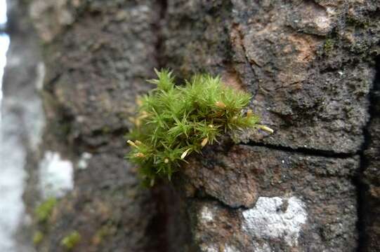 Image of lanceolateleaf rock moss