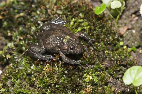 Image of Bombinatoridae Gray 1825