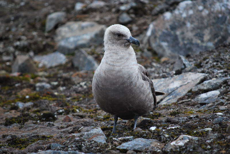 Image of Brown Skua