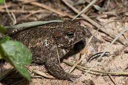 Image of Natterjack toad