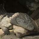 Image of West African crocodile