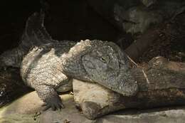 Image of crocodiles