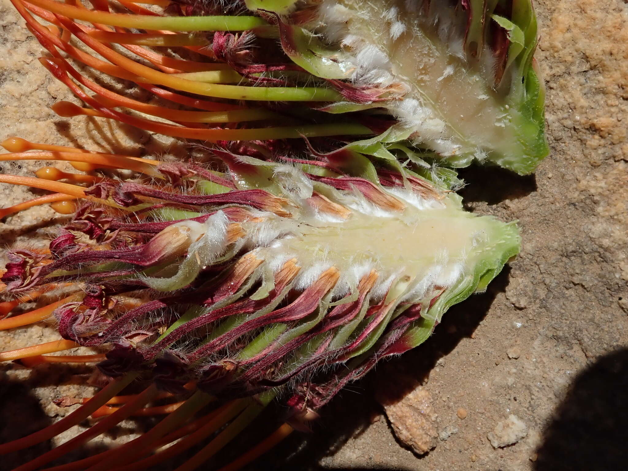 Image of silky-haired pincushion