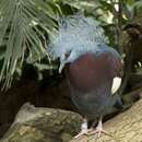 Image of Scheepmaker's Crowned Pigeon