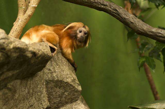 Image of Lion tamarin