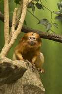 Image of Lion tamarin