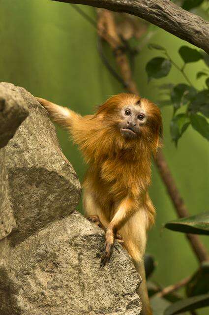 Image of Lion tamarin