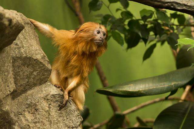 Image of Lion tamarin