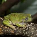 Image of Australian Green Treefrog