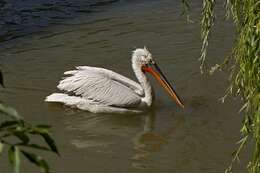 Image of pelicans