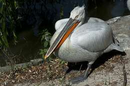 Image of pelicans