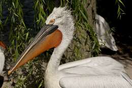 Image of pelicans