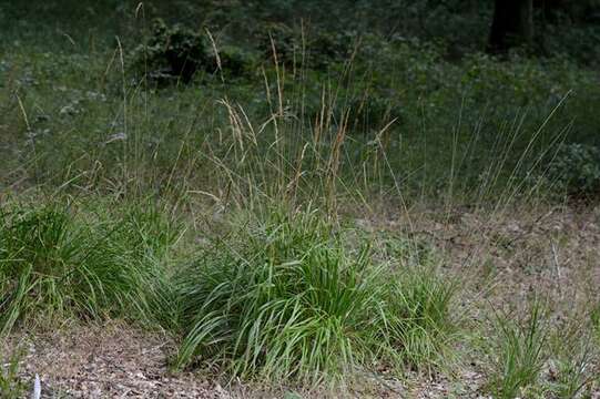 Image of reedgrass