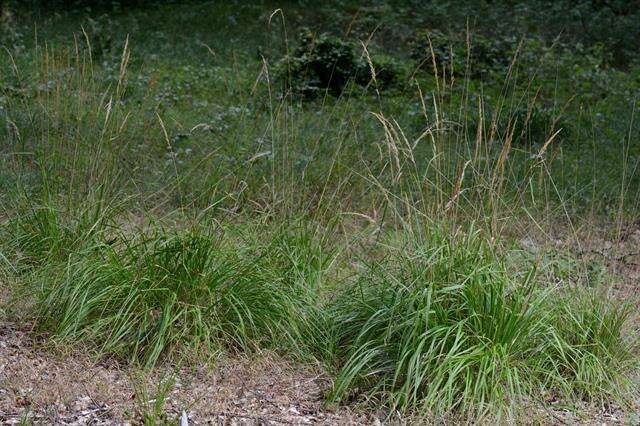 Plancia ëd Calamagrostis