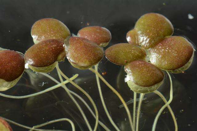 Image of duckweed