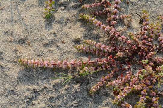 Image of coral necklace