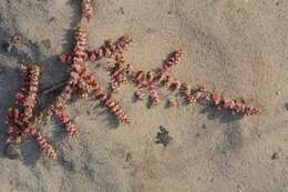 Image of coral necklace