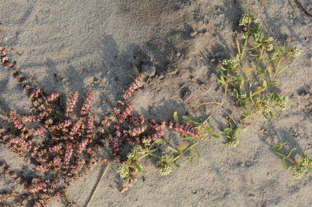 Image of coral necklace