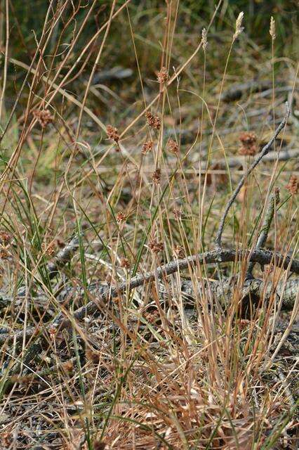 Image of Heath Wood-Rush