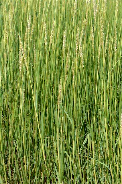 Image of Saltwater Cord Grass