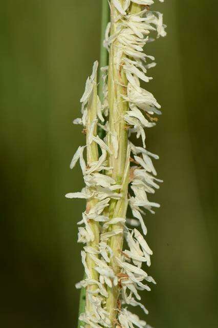 Image of Saltwater Cord Grass