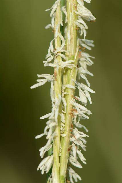 Image of Saltwater Cord Grass