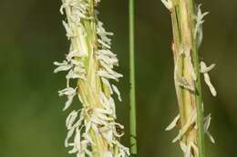 Image of Saltwater Cord Grass