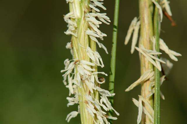 Image of Saltwater Cord Grass