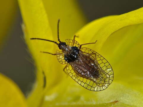 Image of Foliaceous Lace Bug