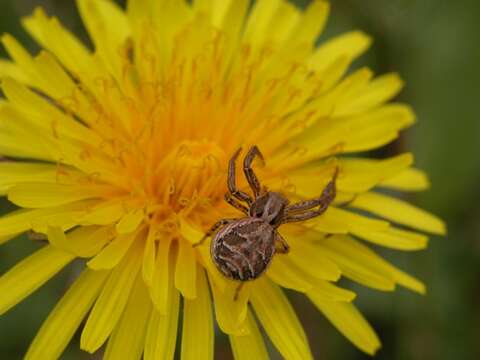 Image of crab spiders