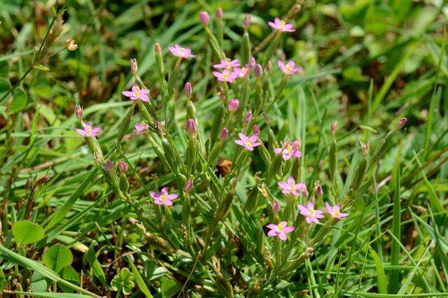 Image of Centaury