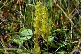 Image of Bog Orchid