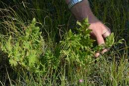 Image of <i>Osmunda regalis</i> subsp. <i>hibernica</i>