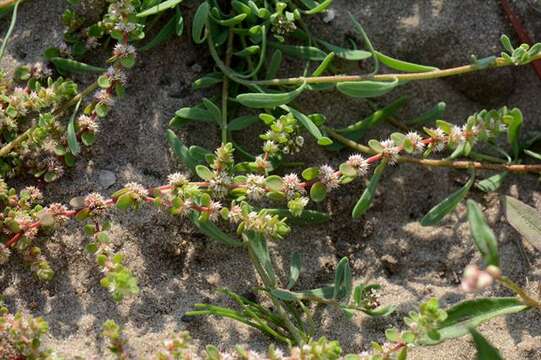 Image of coral necklace