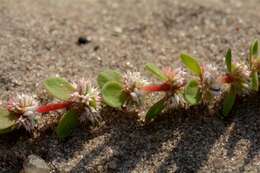 Image of coral necklace