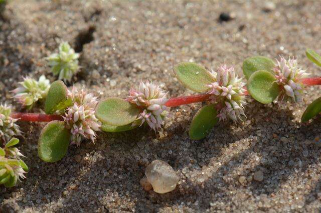 Image of coral necklace