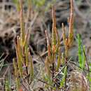 Plancia ëd Salicornia oliveri Moss