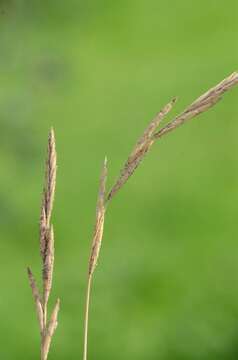 Image of Monocots