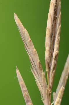 Image of Monocots