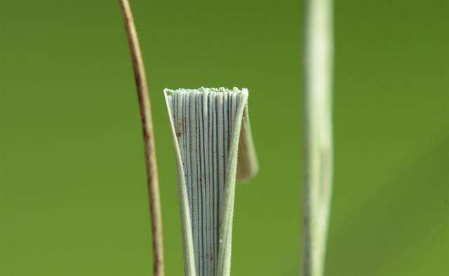 Imagem de Brachypodium