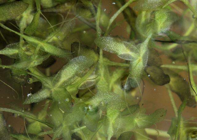 Image of duckweed