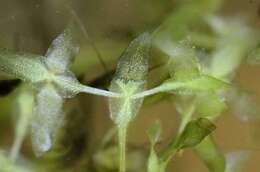 Image of duckweed