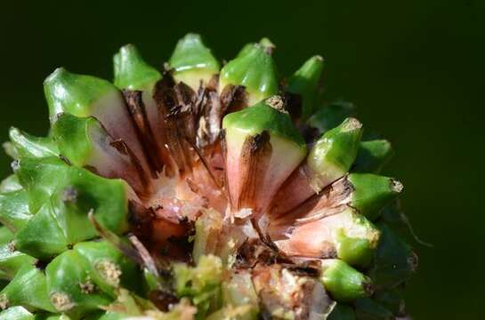 Image of Sparganium erectum subsp. erectum