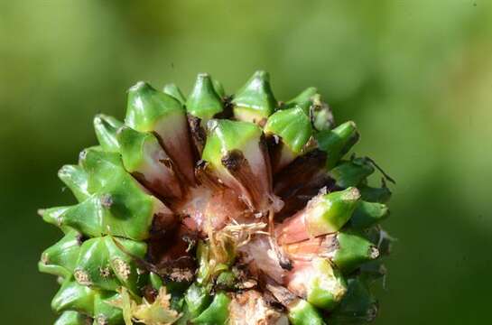 Image of Sparganium erectum subsp. erectum