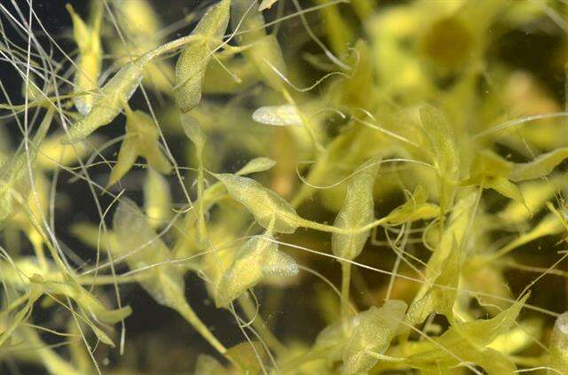 Image of duckweed