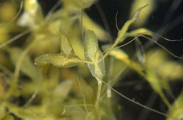 Image of duckweed