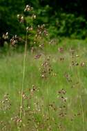 Image of Quaking Grasses