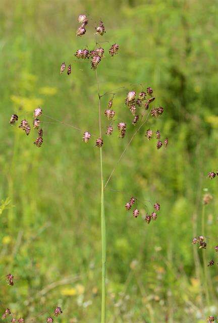 Image of Quaking Grasses